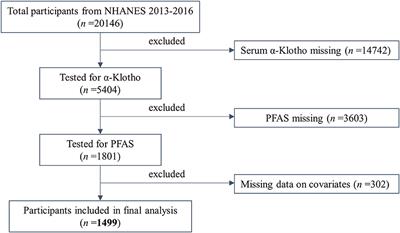 Association between perfluoroalkyl and polyfluoroalkyl internal exposure and serum α-Klotho levels in middle-old aged participants